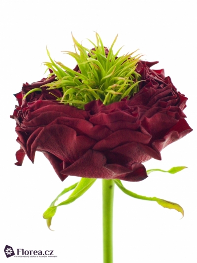 Červená růže IVANHOE 40cm