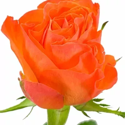 Oranžová růže KALAHARI 50cm