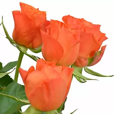 Oranžová růže KALAHARI 50cm