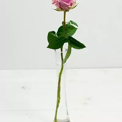 Růžová růže KEANO 80cm