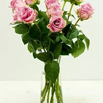 Růžová růže KEANO 80cm