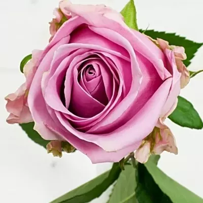 Růžová růže KEANO 80cm