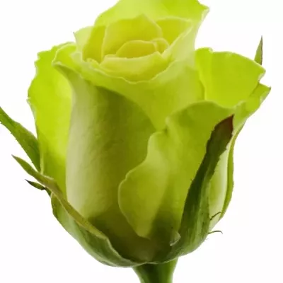 Zelená růže KRYPTON 40cm
