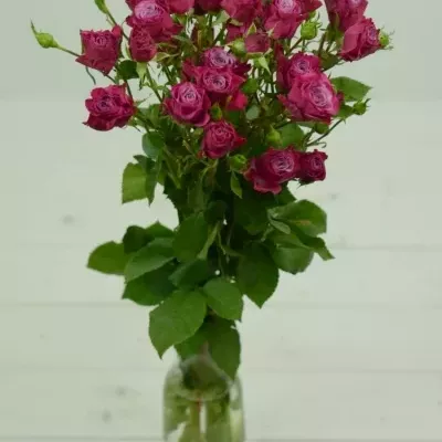 Růžová růže KYLIE 70cm