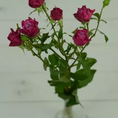 Růžová růže KYLIE 70cm