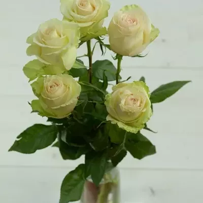 Krémová růže LA PERLA 70cm