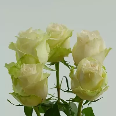 Krémová růže LA PERLA 70cm