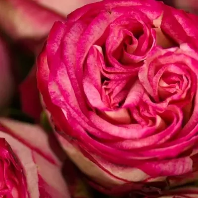 Růžová růže LETSPARTY 60cm