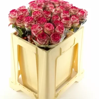 Růžová růže LETSPARTY 60cm