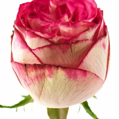 Růžová růže LETSPARTY 50cm