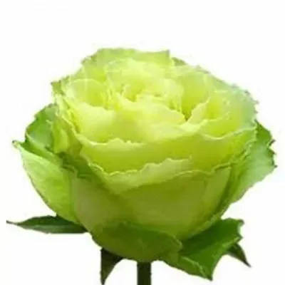 Zelená růže LIMBO 60cm