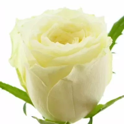 Bílá růže LONG ISLAND 60cm