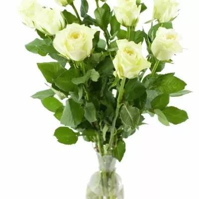 Bílá růže LONG ISLAND 60cm