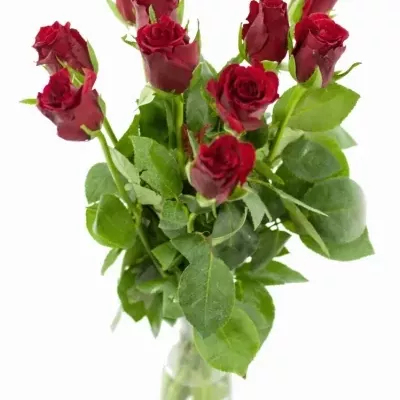 Červená růže LOVE LETTER 50cm