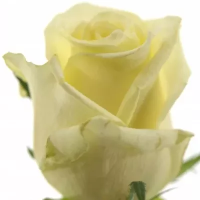 Bílá růže MAGADI+ 50cm (M)