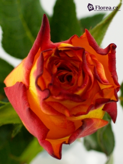 Žlutočervená růže MAJI MOTO 30cm