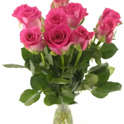 Růžová růže MARINA 40cm