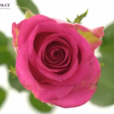 Růžová růže MARINA 40cm