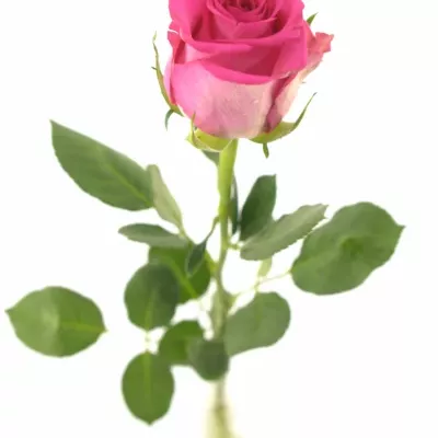 Růžová růže MARINA 40cm