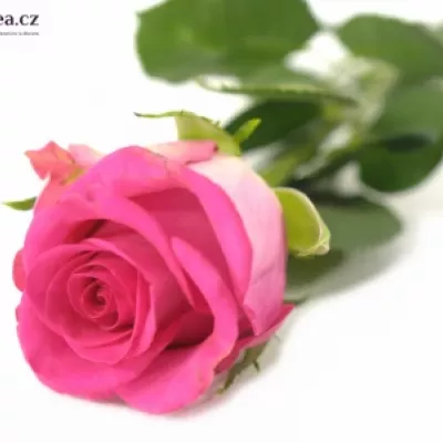 Růžová růže MARINA 40cm