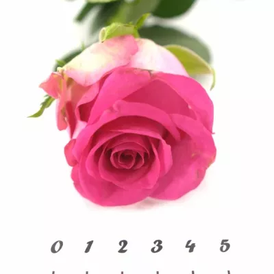 Růžová růže MARINA 40cm