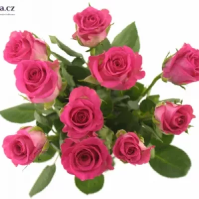 Růžová růže MARINA 40cm