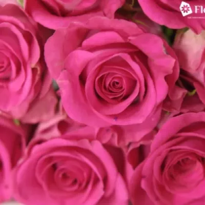 Růžová růže MARINA 40cm