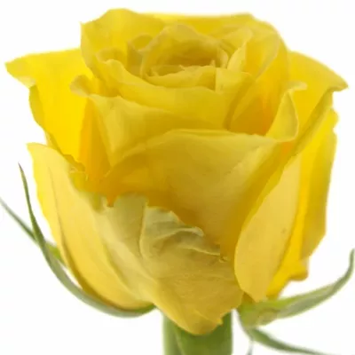 Žlutá růže MIAMI 70cm