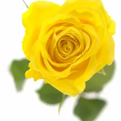 Žlutá růže MIAMI 70cm