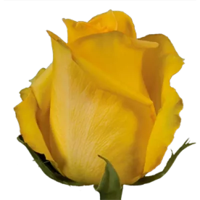 Žlutá růže MOHANA 70CM