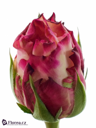 Růžová růže N-TIRE 50cm
