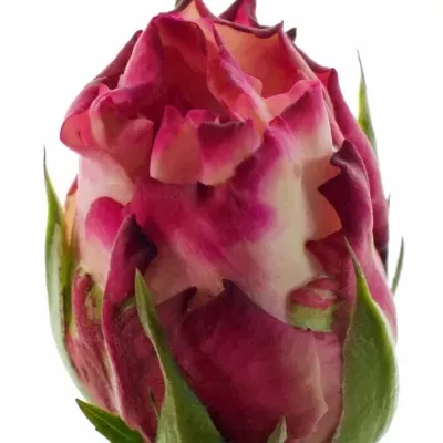 Růžová růže N-TIRE 50cm