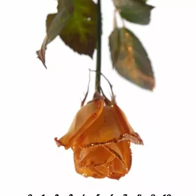 Oranžová růže ORANGE GLITTER VENDELA 70cm