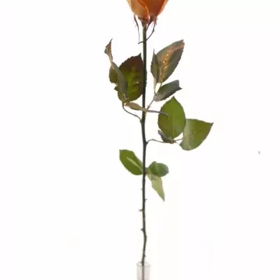 Oranžová růže ORANGE GLITTER VENDELA 70cm