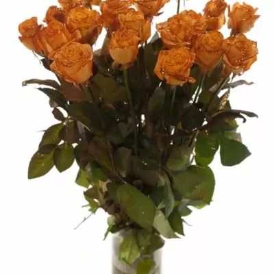 Oranžová růže ORANGE GLITTER VENDELA 70cm