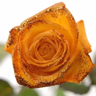 Oranžová růže ORANGE GLITTER VENDELA 70cm
