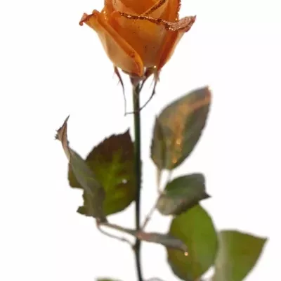 Oranžová růže ORANGE GLITTER VENDELA 70cm