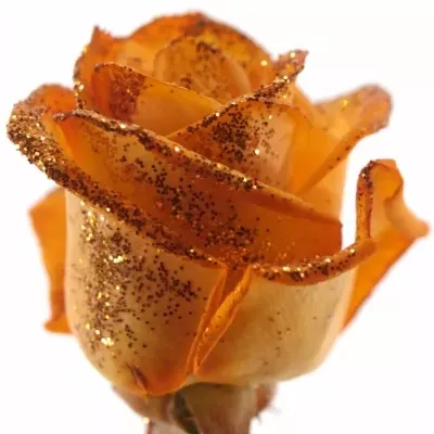 Oranžová růže ORANGE GLITTER VENDELA 70cm
