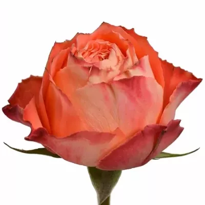 Oranžová růže ORANGE ROMANTIC 60cm