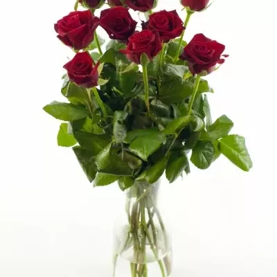 Červená růže PASSION 50cm