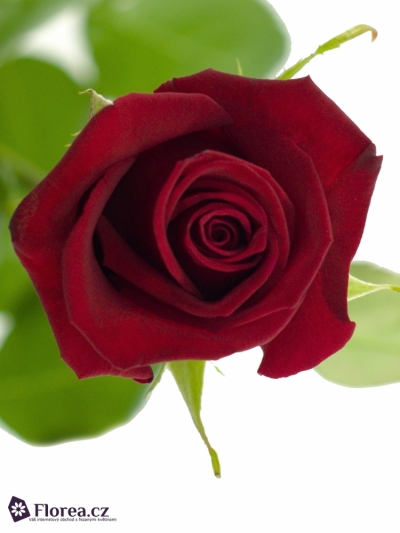 Červená růže PASSION 50cm