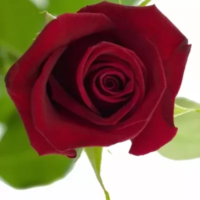 Červená růže PASSION 50cm