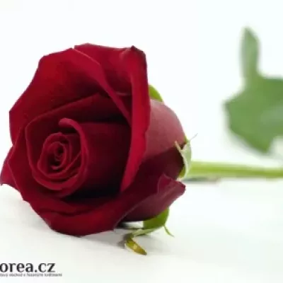 Červená růže PASSION 50cm