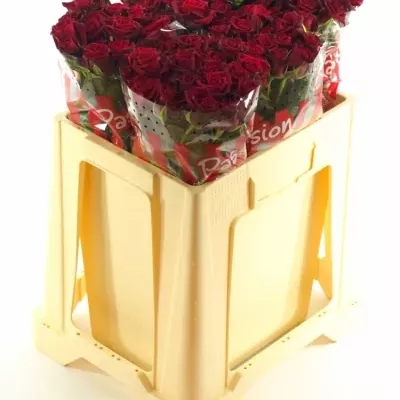 Červená růže PASSION 50cm