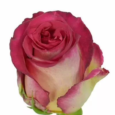 Růžová růže PAST TIMES 60cm