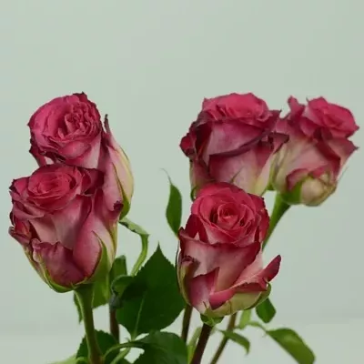 Růžová růže PAST TIMES 60cm