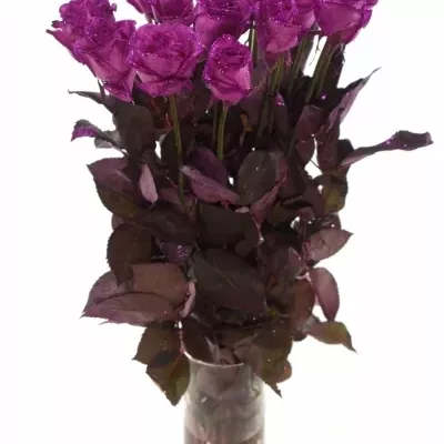 Růžová růže PINK GLITTER VENDELA 70cm