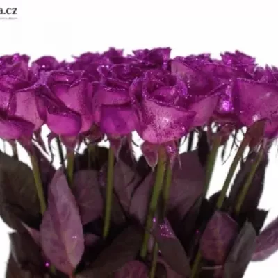 Růžová růže PINK GLITTER VENDELA 70cm