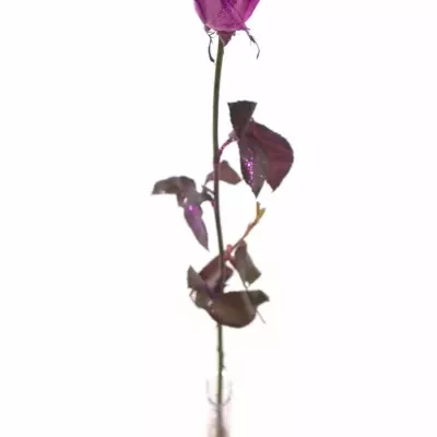 Růžová růže PINK GLITTER VENDELA 70cm