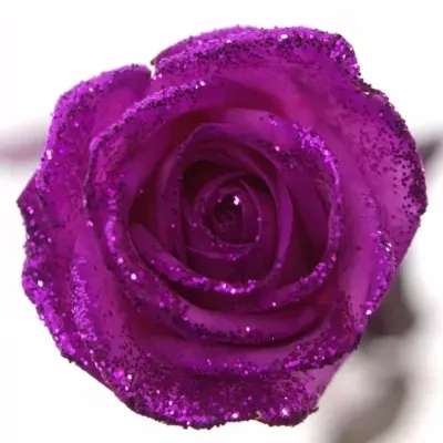 Růžová růže PINK GLITTER VENDELA 70cm